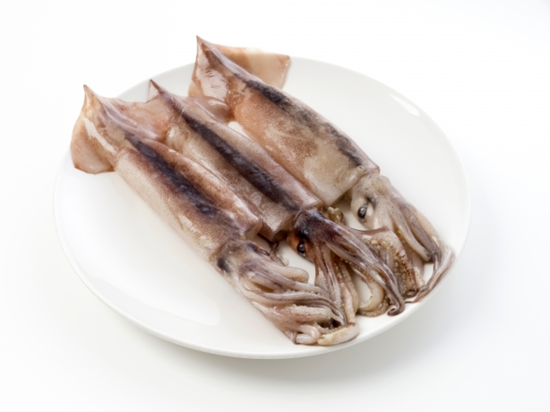 イカ の 足 の 数