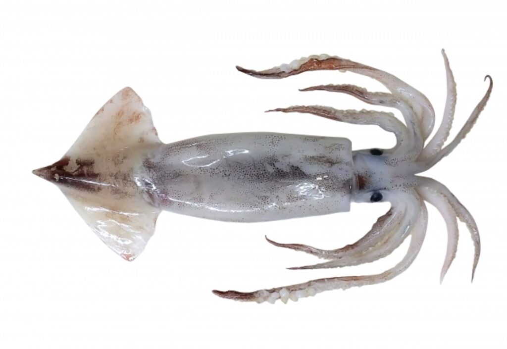 Column: Why do squids have 10 legs?