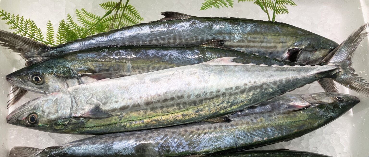 鰆(サワラ)の旬はいつ?名前の由来や美味しい食べ方をご紹介 | あき水産魚活部公式ブログ